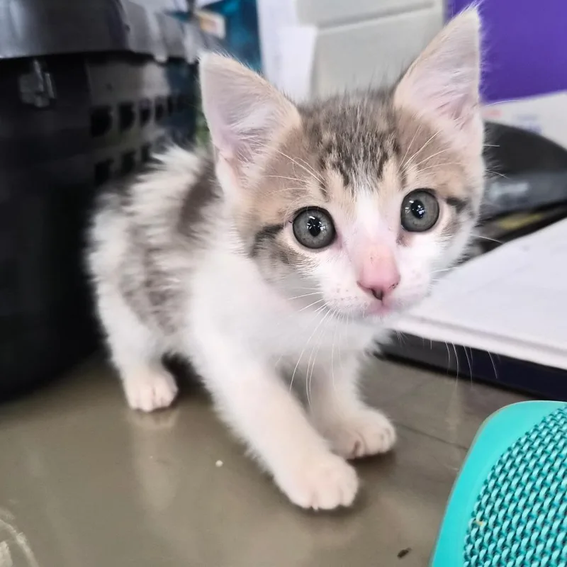 A baby small-sized female White Domestic Short Hair cat named Lydia for adoption in Montgomery, AL