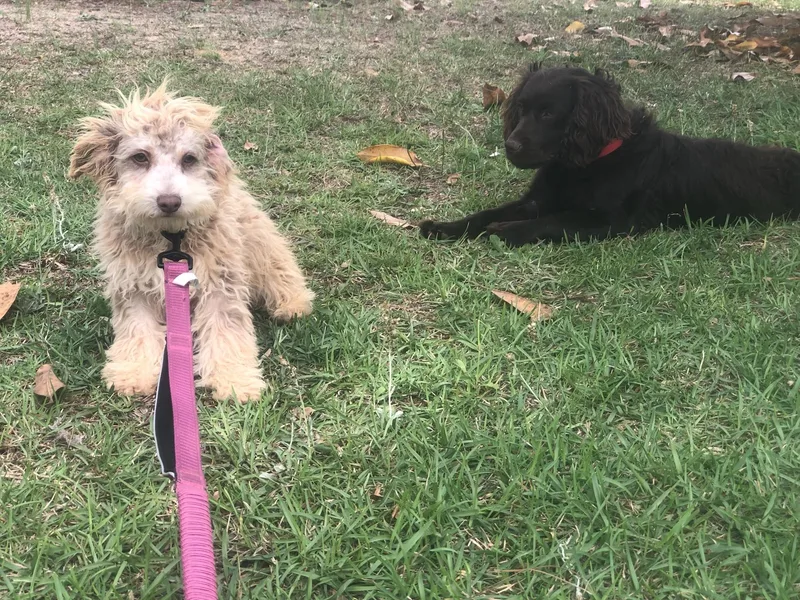 A baby small-sized male Apricot / Beige Schnoodle dog named Roscoe for adoption in Sagaponack, NY