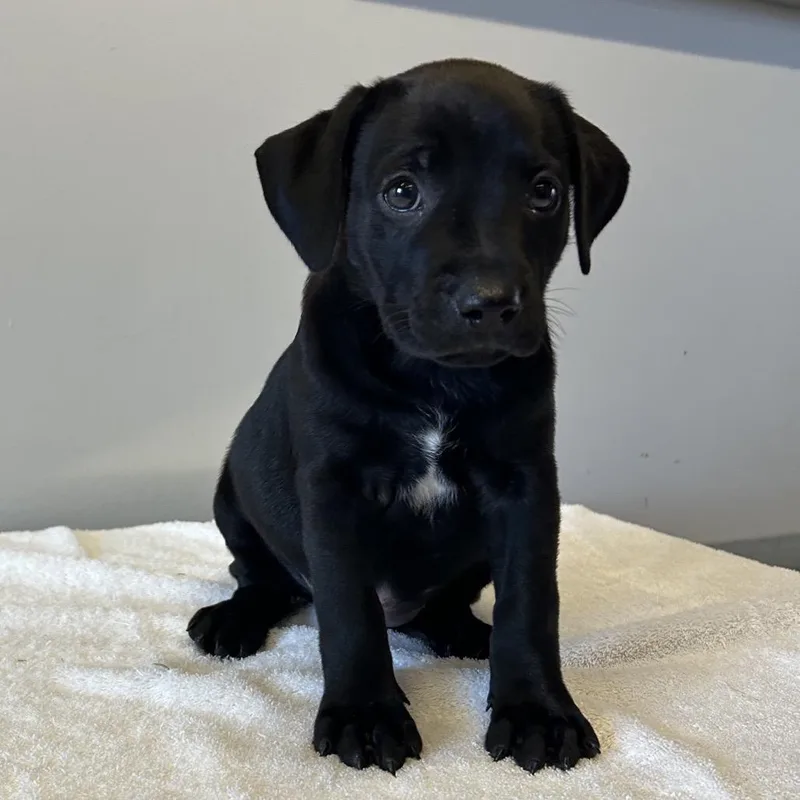 A baby small-sized female Black Labrador Retriever dog named Ivhsstray for adoption in San Gabriel, CA