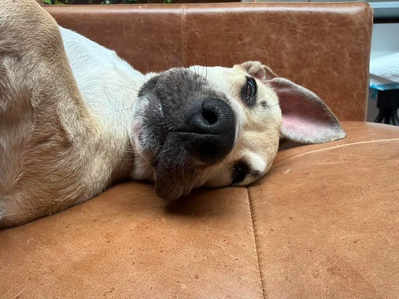 A baby medium-sized male Labrador Retriever dog named Bobby for adoption in Valley Stream, NY