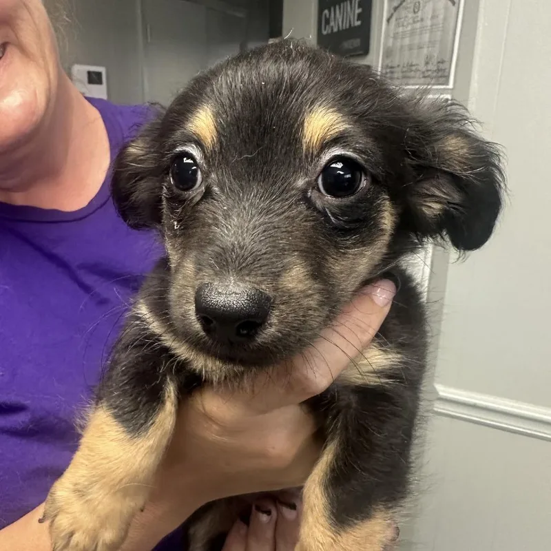 A baby small-sized female Black Dachshund dog named Button for adoption in Midland, TX