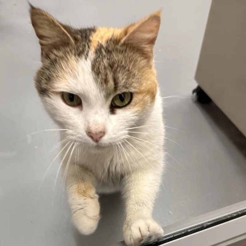 An adult small-sized female Calico Domestic Short Hair cat named Margo for adoption in Mount Vernon, IN