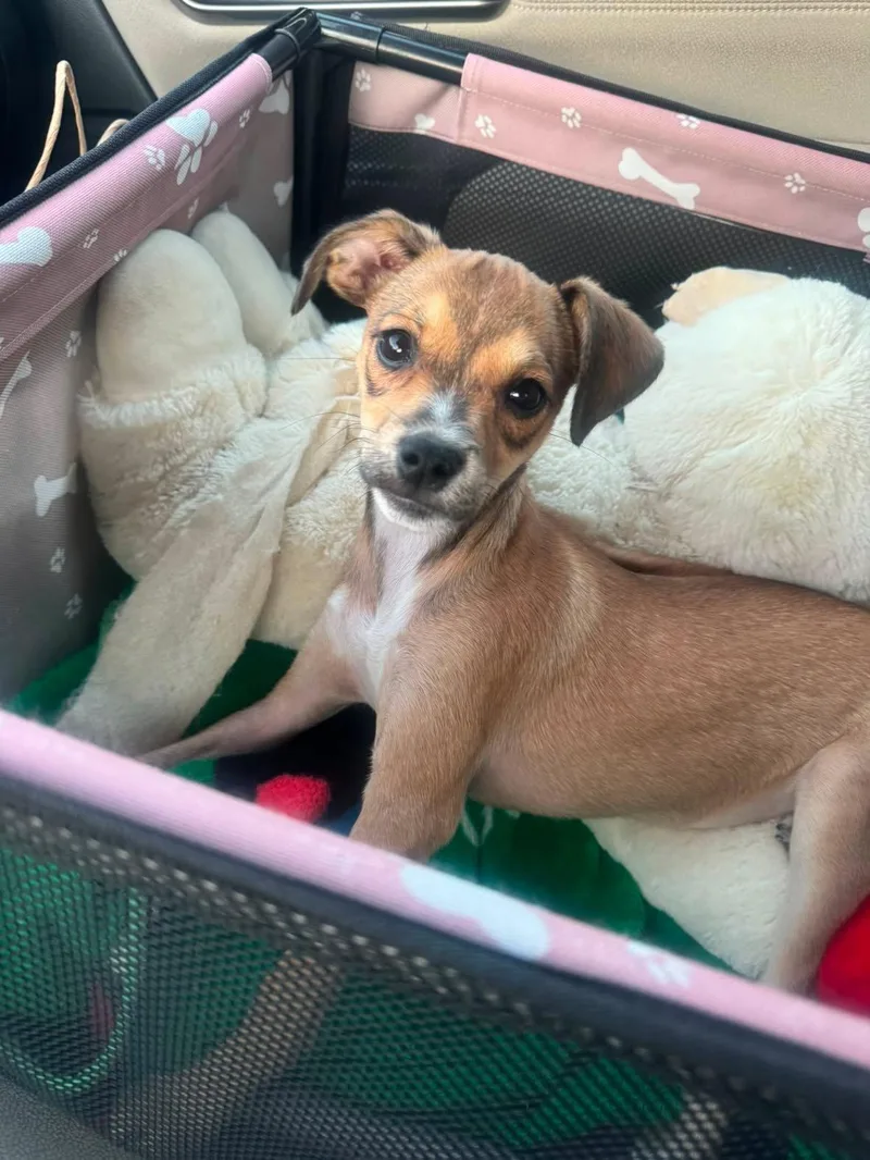 A young small-sized female Chihuahua dog named Daisy for adoption in Sunnyvale, CA
