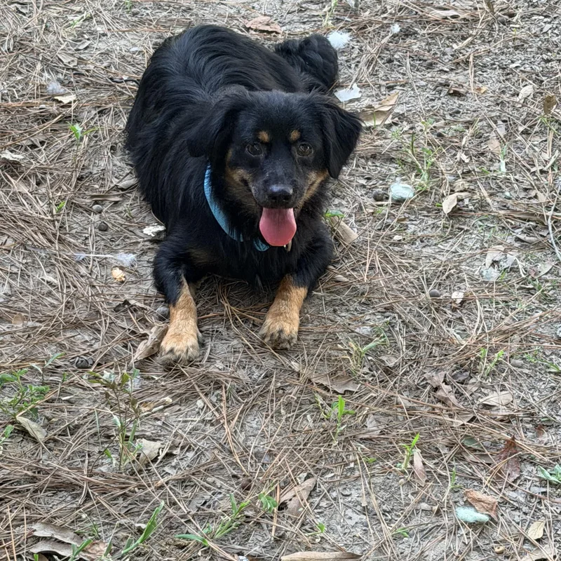 An adult small-sized male Black Spaniel dog named Benedict for adoption in Baker, LA