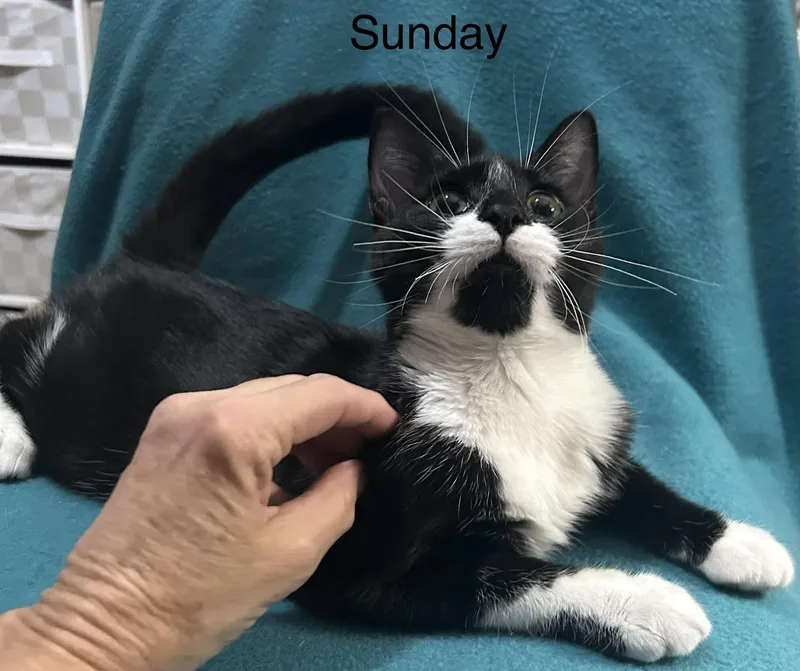 A baby medium-sized female Black & White / Tuxedo Domestic Short Hair cat named Sundae for adoption in Herculaneum, MO