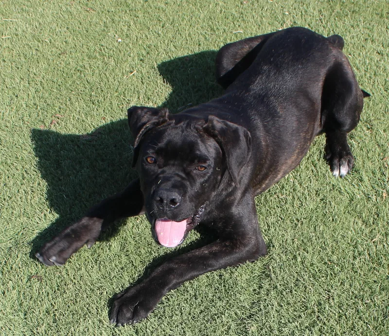 A young large-sized female Cane Corso dog named Barbie for adoption in Wasco, CA