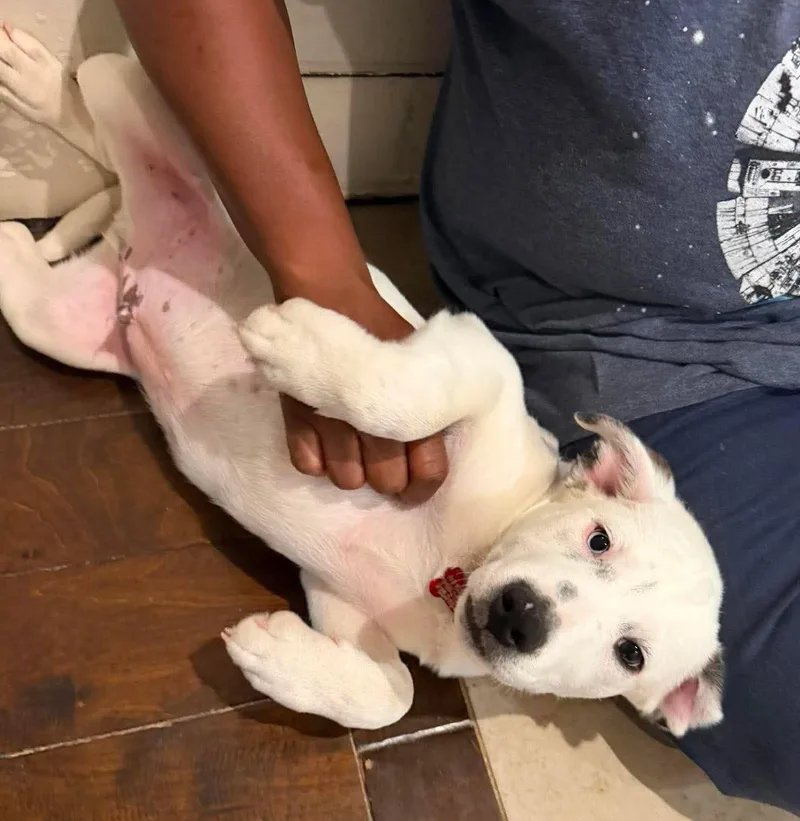 A baby medium-sized male White / Cream Border Collie dog named Harry Potter for adoption in Kiowa, OK