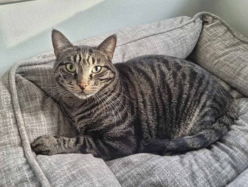 C Brothers Ollie thumbnail 2