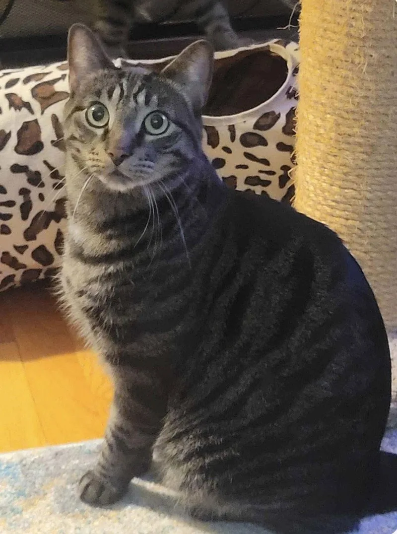 C Brothers Ollie thumbnail 3