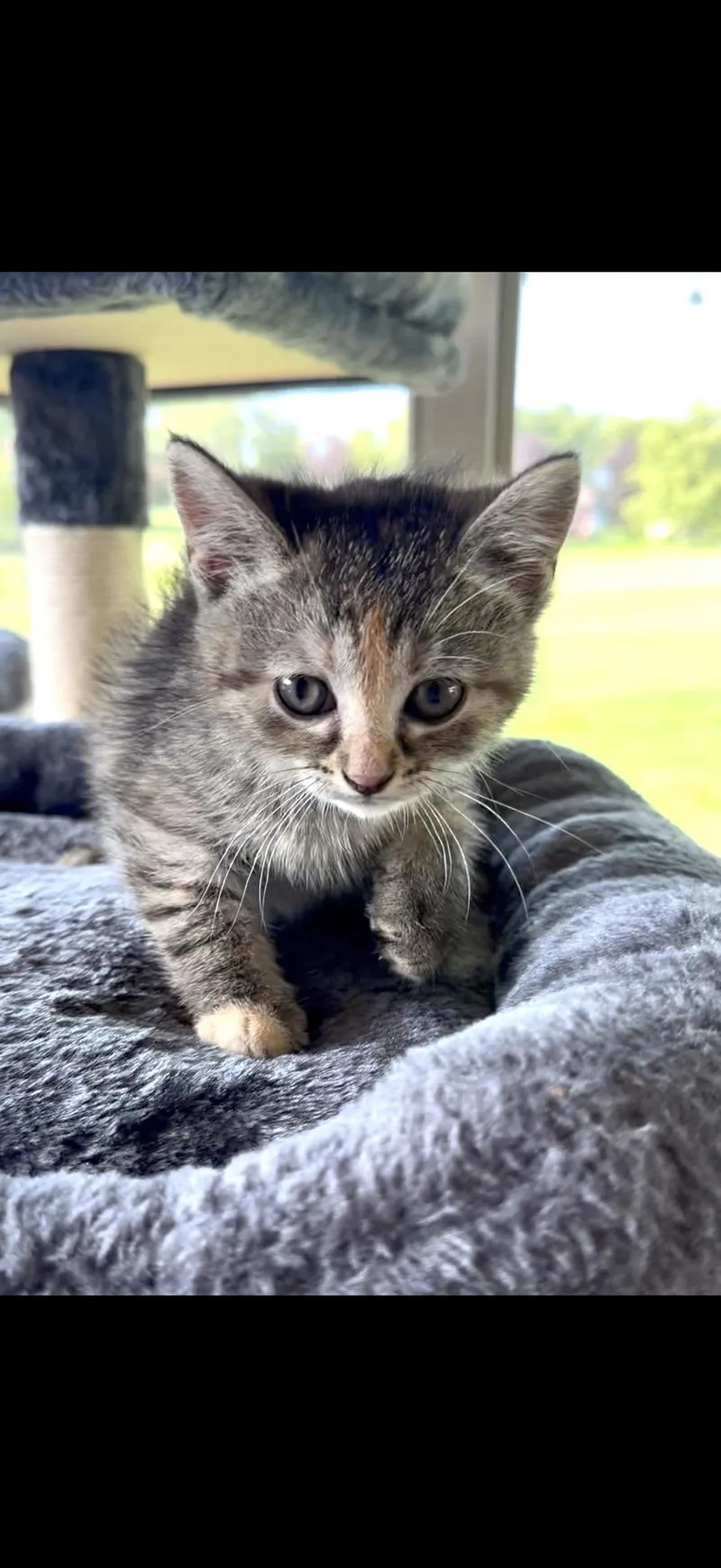 A baby medium-sized female Domestic Short Hair cat named Suri for adoption in Crown Point, IN