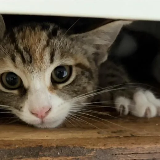 A baby small-sized female Calico Domestic Short Hair cat named Chutney for adoption in Long Beach, CA
