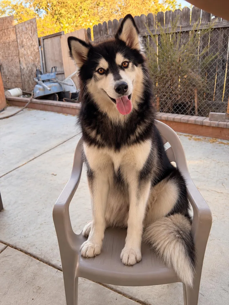 An adult medium-sized female Siberian Husky dog named Mercy for adoption in Cerritos, CA