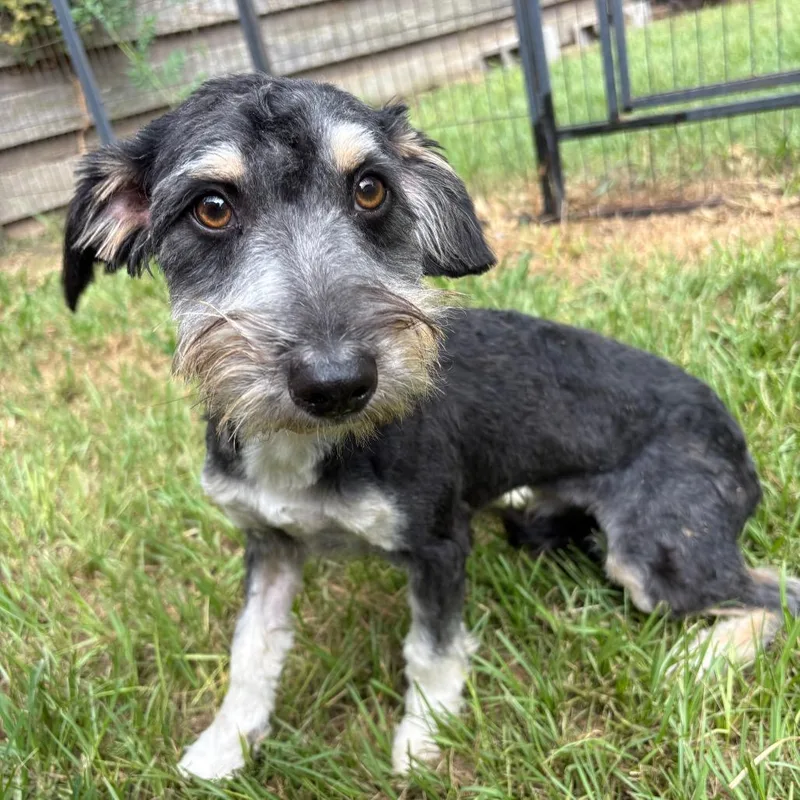 An adult small-sized male Gray / Blue / Silver Terrier dog named Jonas James for adoption in Houston, TX