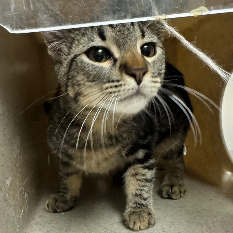 A young medium-sized male Gray / Blue / Silver Domestic Short Hair cat named Drake for adoption in Reno, NV