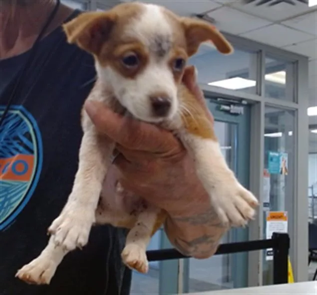 A baby small-sized male Terrier dog named A for adoption in Oklahoma City, OK