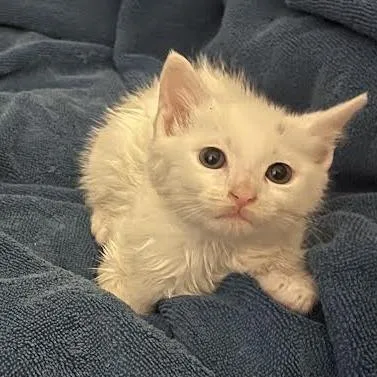 A baby small-sized female White Domestic Short Hair cat named Vanilla In Burke for adoption in Alexandria, VA