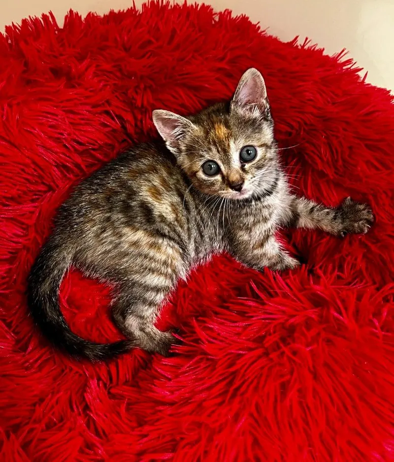 A baby small-sized female Domestic Short Hair cat named Althea for adoption in Clinton, SC