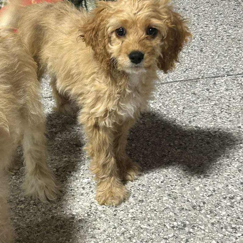 A baby small-sized female Apricot / Beige Cockapoo dog named Muffy. for adoption in Antwerp, OH