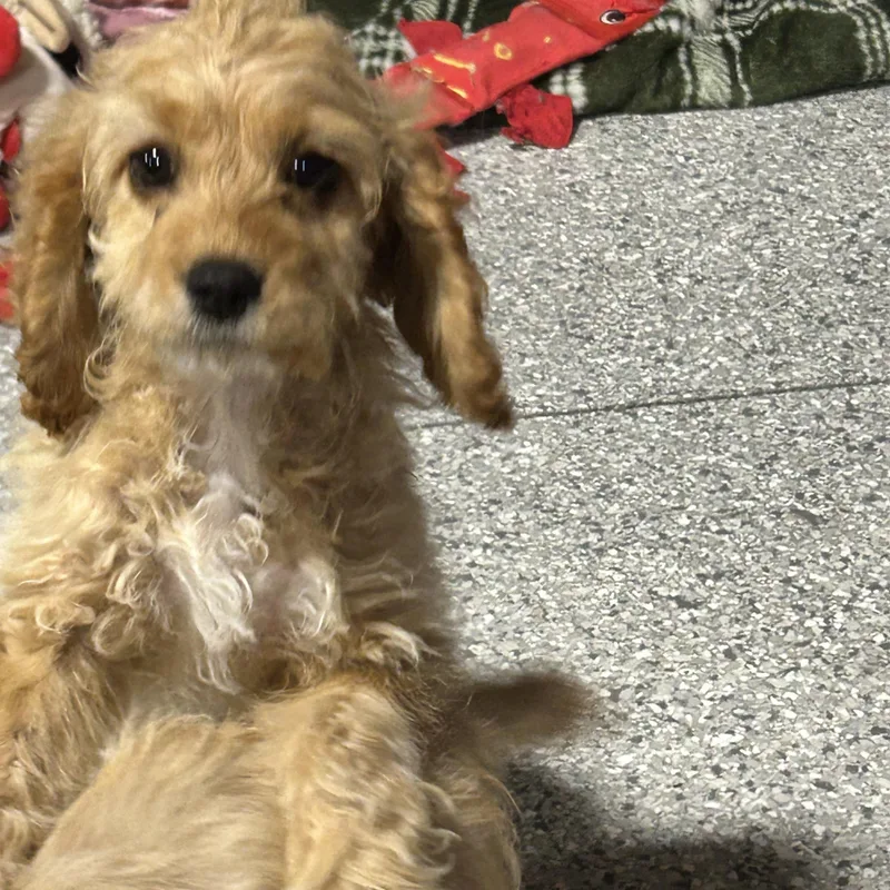 Muffy. thumbnail 3