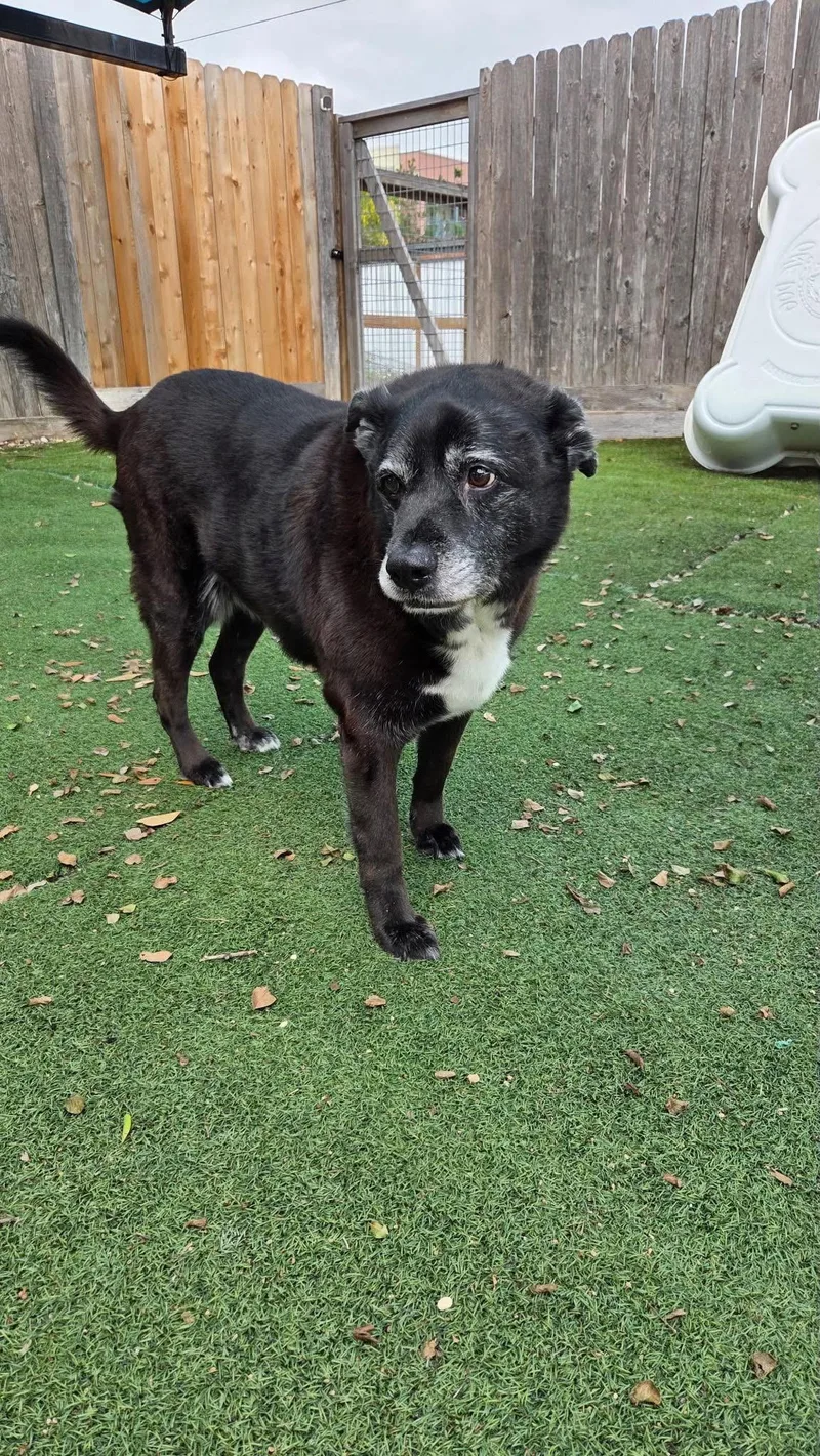 A senior large-sized female Black Labrador Retriever dog named Bella for adoption in San Antonio, TX