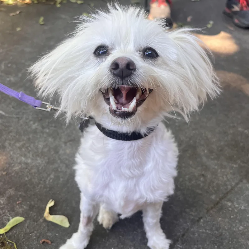 An adult small-sized male White / Cream Maltese dog named Casper for adoption in Portland, OR