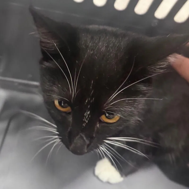 An adult medium-sized female White Domestic Short Hair cat named Alessandra for adoption in Indianapolis, IN