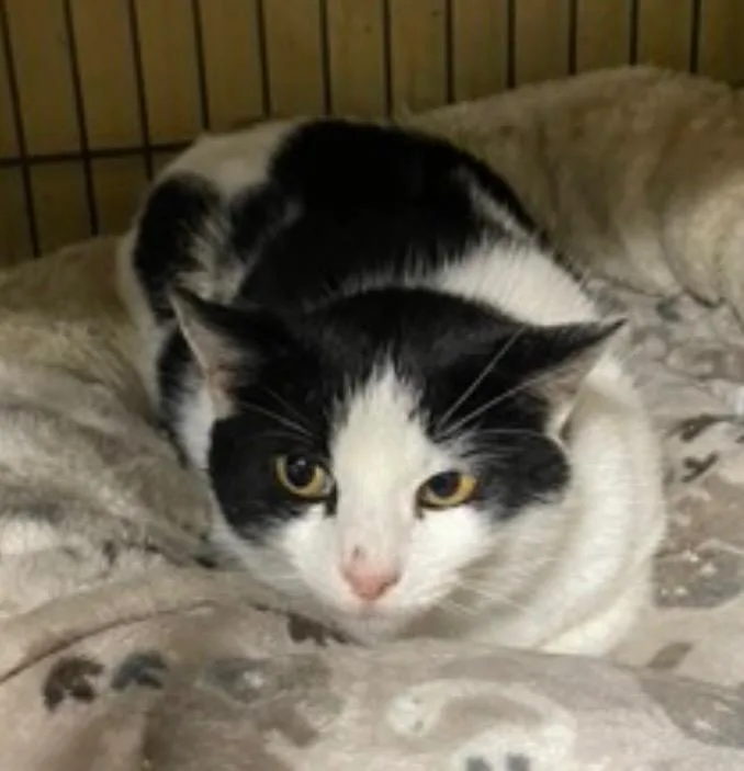A young large-sized female Domestic Short Hair cat named Buffy for adoption in Dalton, GA