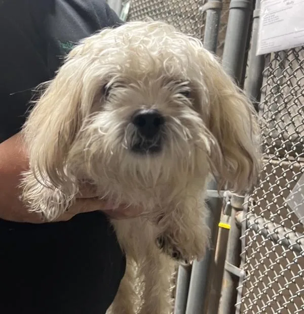 An adult small-sized male Shih Tzu dog named Gizmo for adoption in Dallas, GA