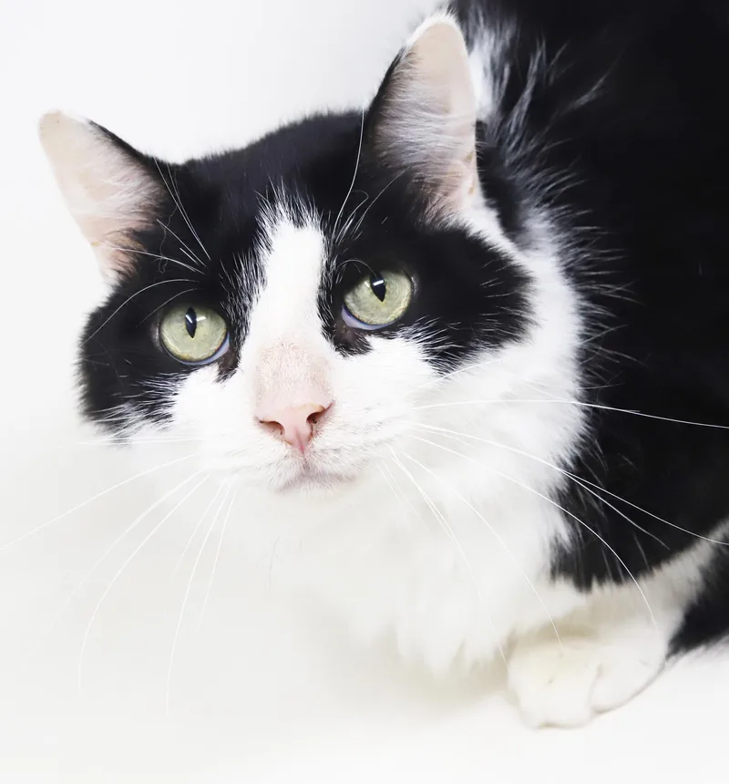 A young small-sized male Maine Coon cat named Bandit is just a for adoption in Bedford Hills, NY