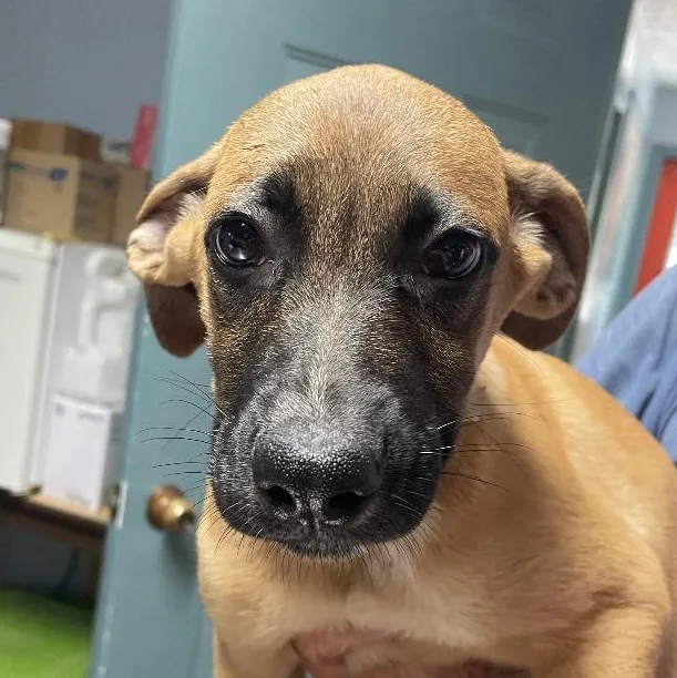 A baby large-sized female Bicolor Mixed Breed dog named Sara for adoption in Spencer, IN