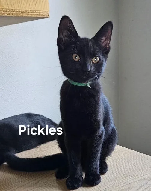 A baby medium-sized female Domestic Short Hair cat named Pickles for adoption in Zimmerman, MN
