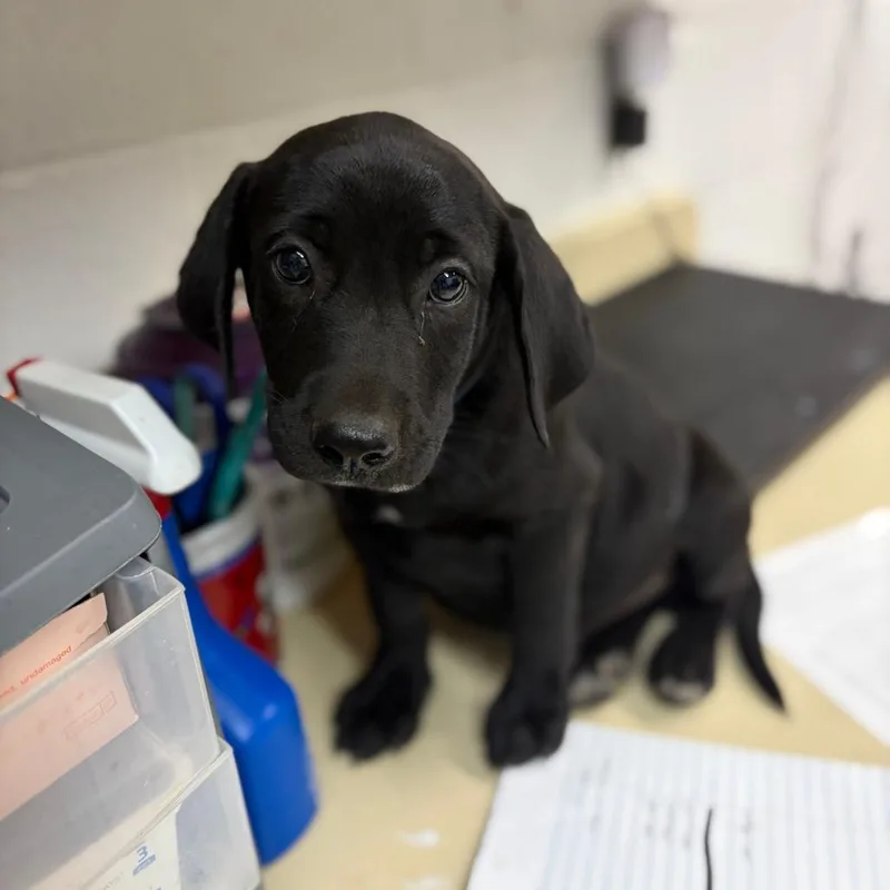 A baby small-sized male Black Labrador Retriever dog named Finn for adoption in Ardmore, OK