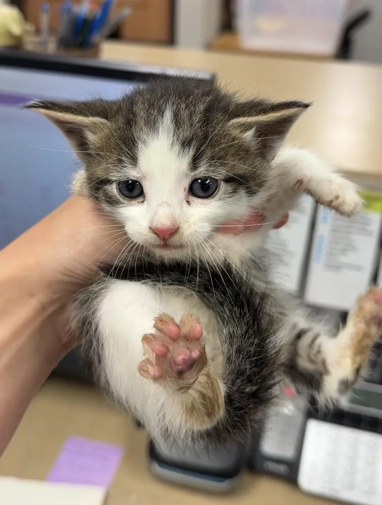 A baby small-sized female Gray & White Domestic Short Hair cat named Rattle for adoption in Bemidji, MN