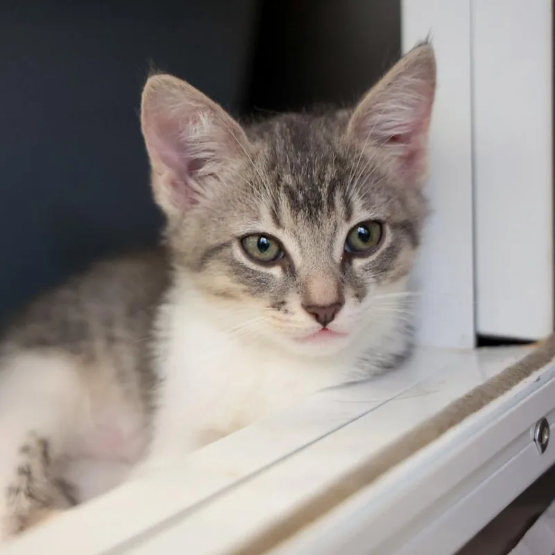 A baby small-sized female Domestic Short Hair cat named Iguana for adoption in Santa Barbara, CA