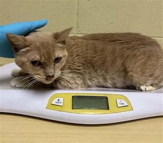 An adult medium-sized female Domestic Short Hair cat named Margarita for adoption in Sacramento, CA
