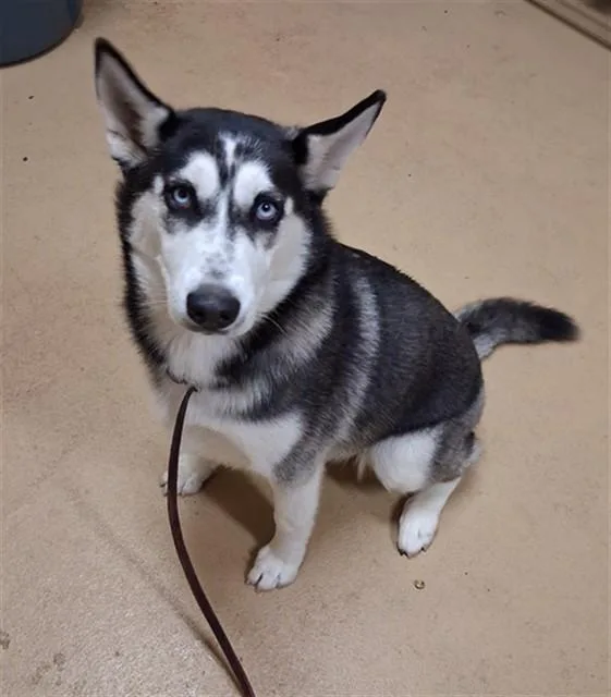 A young medium-sized female Siberian Husky dog named Charlotte for adoption in Chula Vista, CA