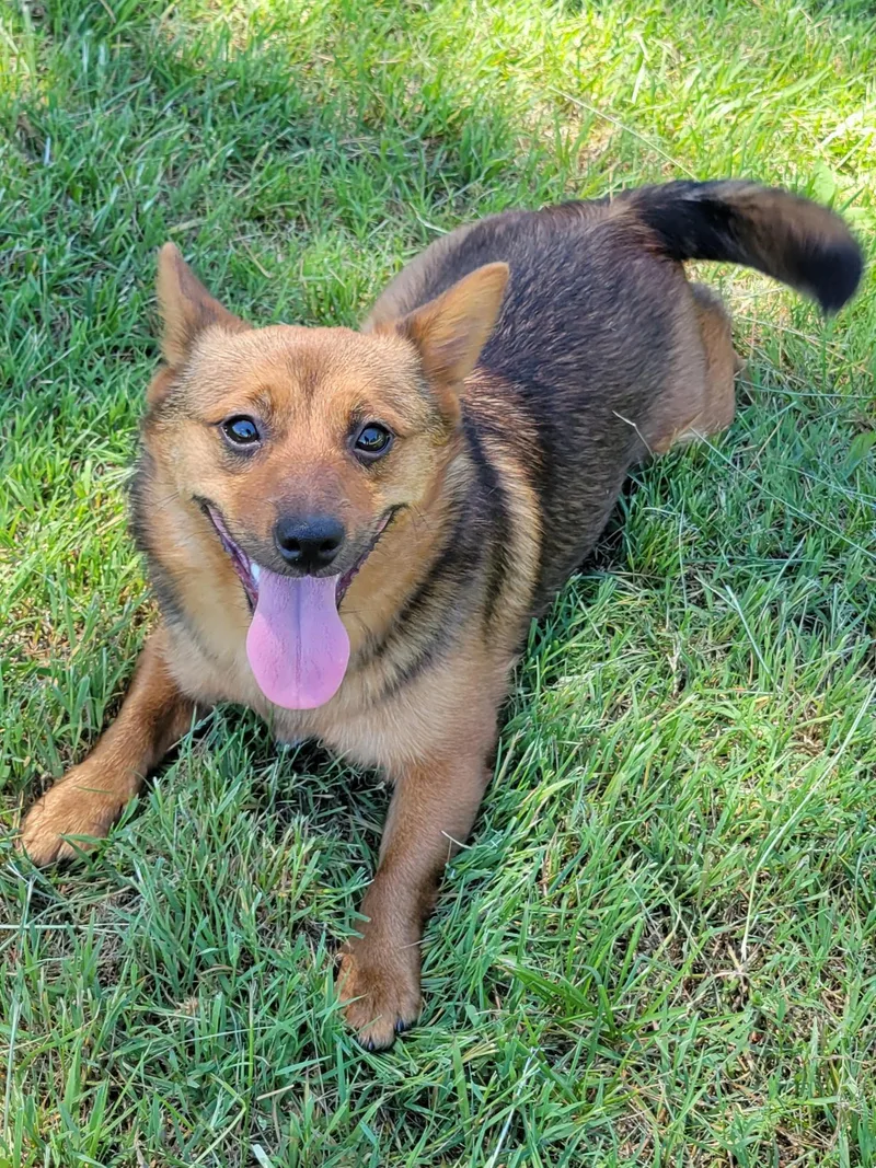 An adult small-sized female Terrier dog named Thelma for adoption in Cambridge, MD