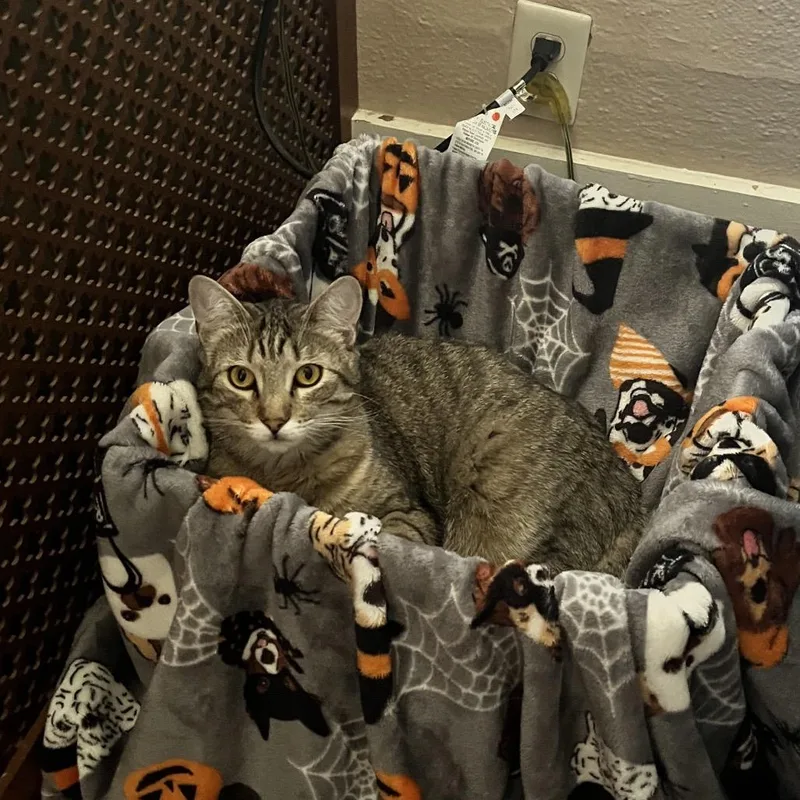 An adult large-sized female Brown / Chocolate Domestic Short Hair cat named Tilly for adoption in Columbia, MO