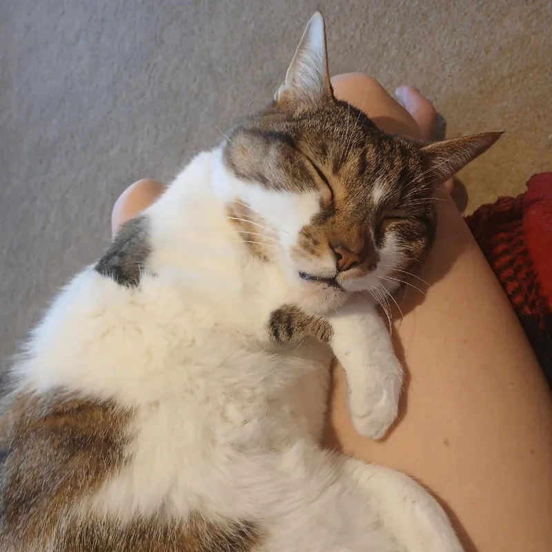 A senior large-sized male White Domestic Short Hair cat named Miller for adoption in Lakewood, CO