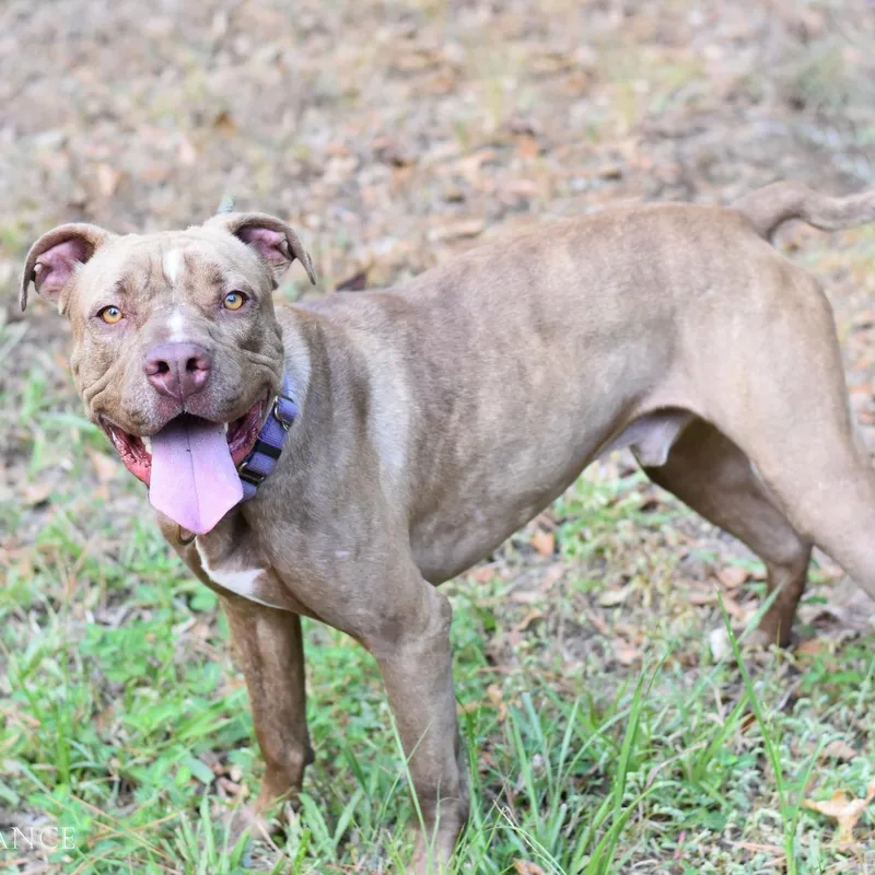 A young medium-sized male Mixed Breed dog named Chance for adoption in Cleveland, TX