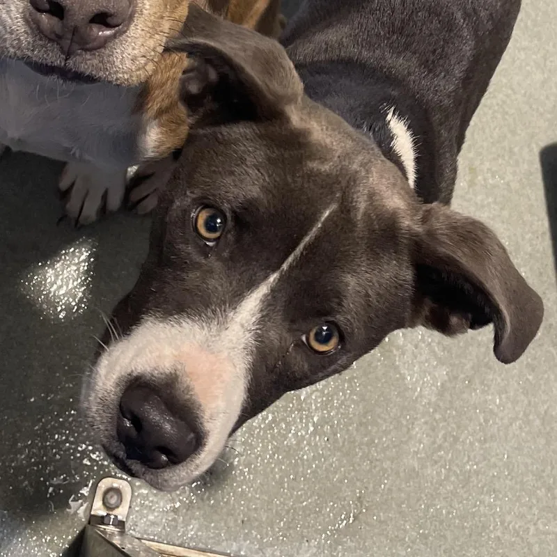 A young medium-sized female Gray / Blue / Silver Terrier dog named Elena for adoption in Abilene, TX