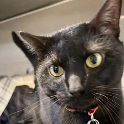 A young medium-sized male Black Domestic Short Hair cat named Pico for adoption in Lansing, MI