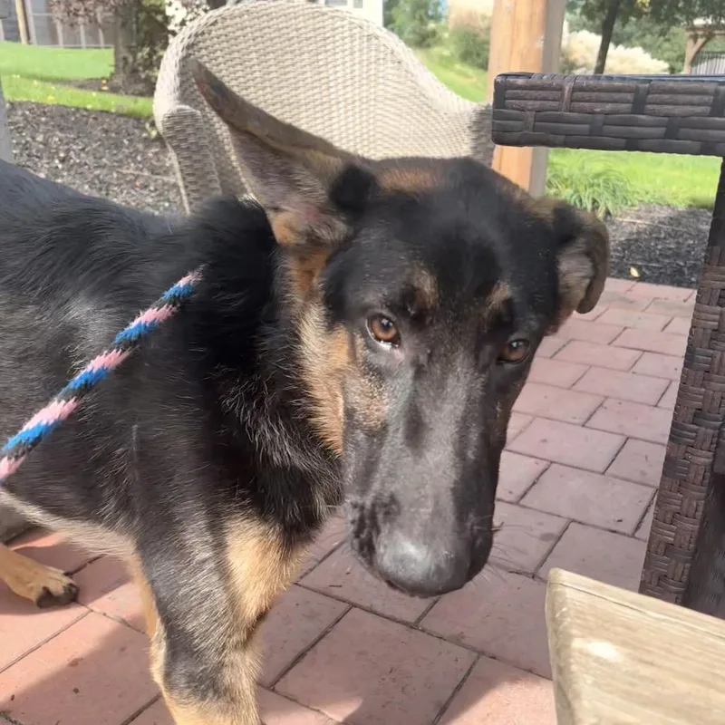 A young large-sized male Black German Shepherd Dog dog named Brick for adoption in Birdsboro, PA