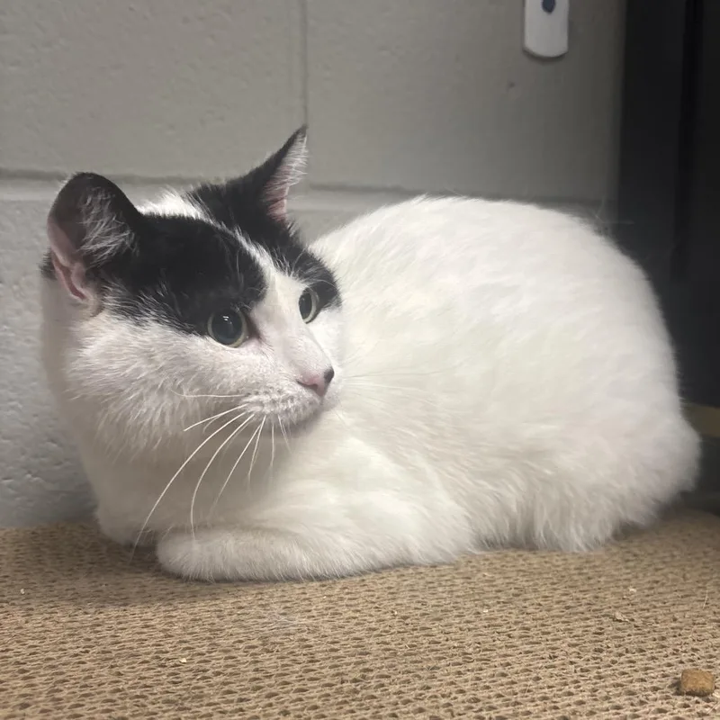 A young small-sized female White Domestic Short Hair cat named Mimi for adoption in Canastota, NY