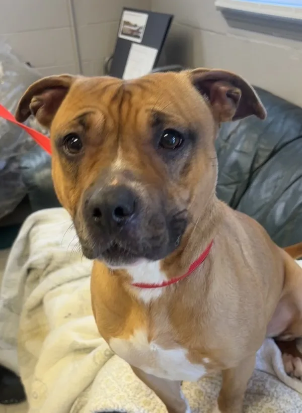 An adult medium-sized male Boxer dog named Duke for adoption in La Grange, KY