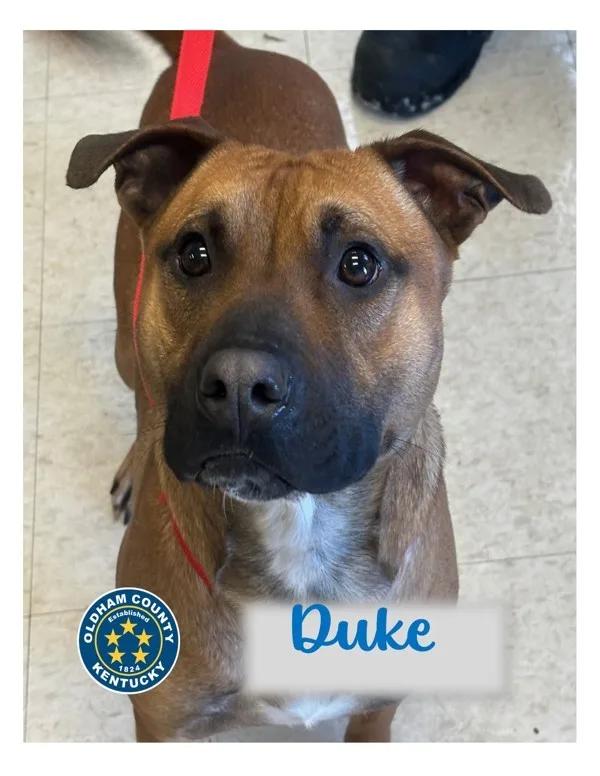 Duke thumbnail 5
