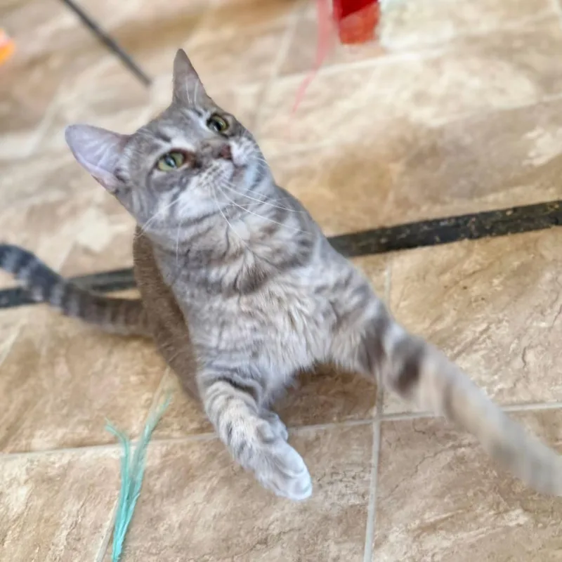 Rosie thumbnail 3