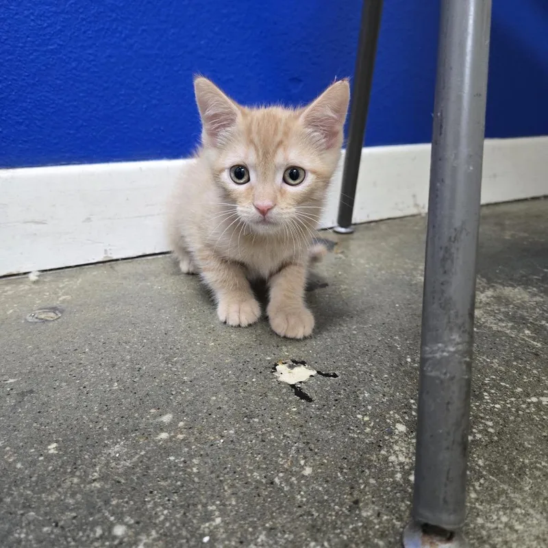 A baby small-sized female Orange / Red Domestic Short Hair cat named Ginger for adoption in Los Angeles, CA
