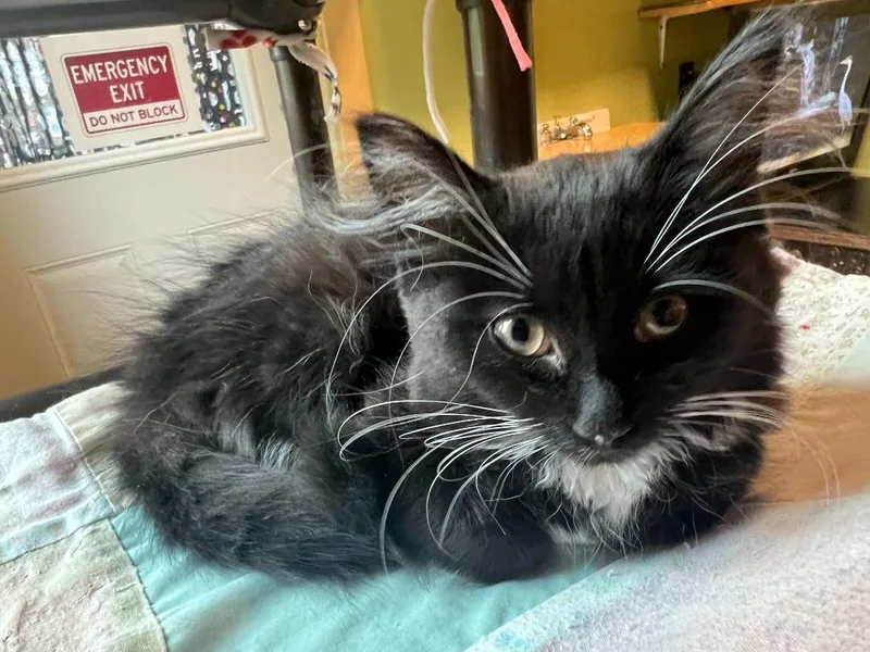 A baby medium-sized female Domestic Long Hair cat named Margareet for adoption in Rice Lake, WI