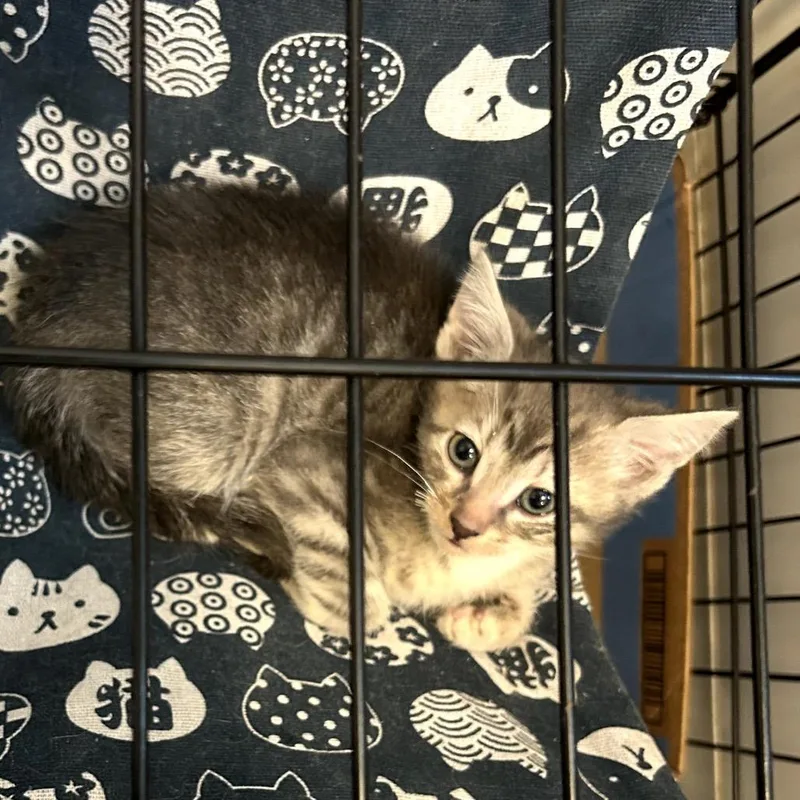 A baby small-sized male Gray / Blue / Silver Domestic Short Hair cat named Rocket for adoption in Pacific Palisades, CA